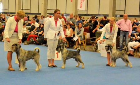 Tre snygga hanar från Kennel Argenta i WorldDog Show i Helsingfors -14. Jag och Hubbe i mitten